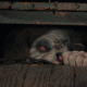 Blood on a Budget - The Evil Dead