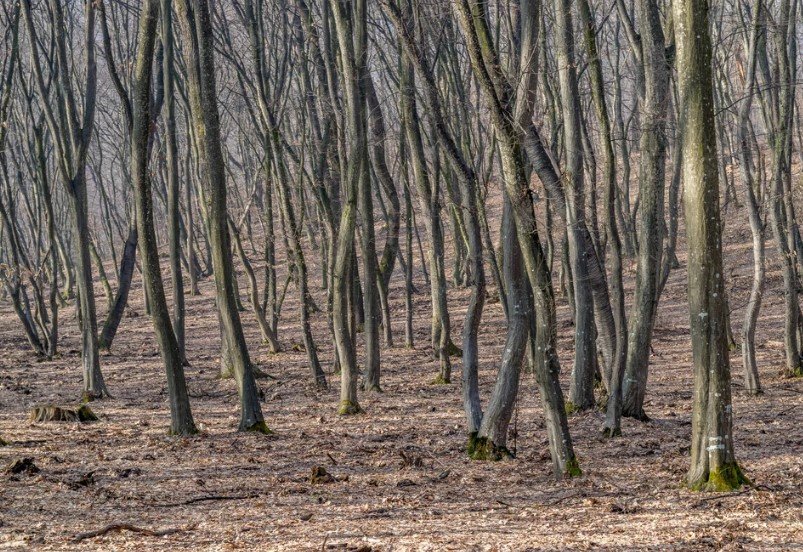 Most Haunted Places in the World - Hoia Baciu Forest