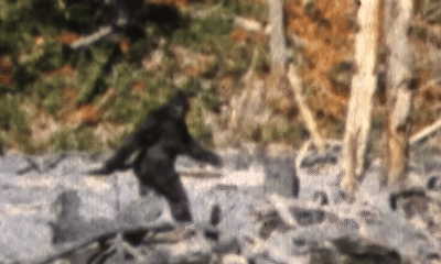 Capturing Bigfoot documentary explores the Patterson-Gimlin Bigfoot footage