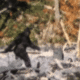Capturing Bigfoot documentary explores the Patterson-Gimlin Bigfoot footage