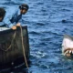 Mike Flanagan wants to direct a new Jaws movie based on Steven Spielberg's classic shark horror film